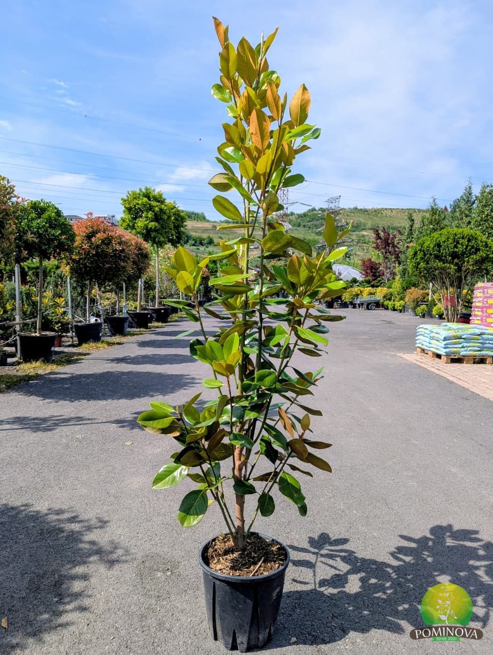Magnolia grandiflora 'Compatta' (Magnolie compactă) — Preț de la 549 ...