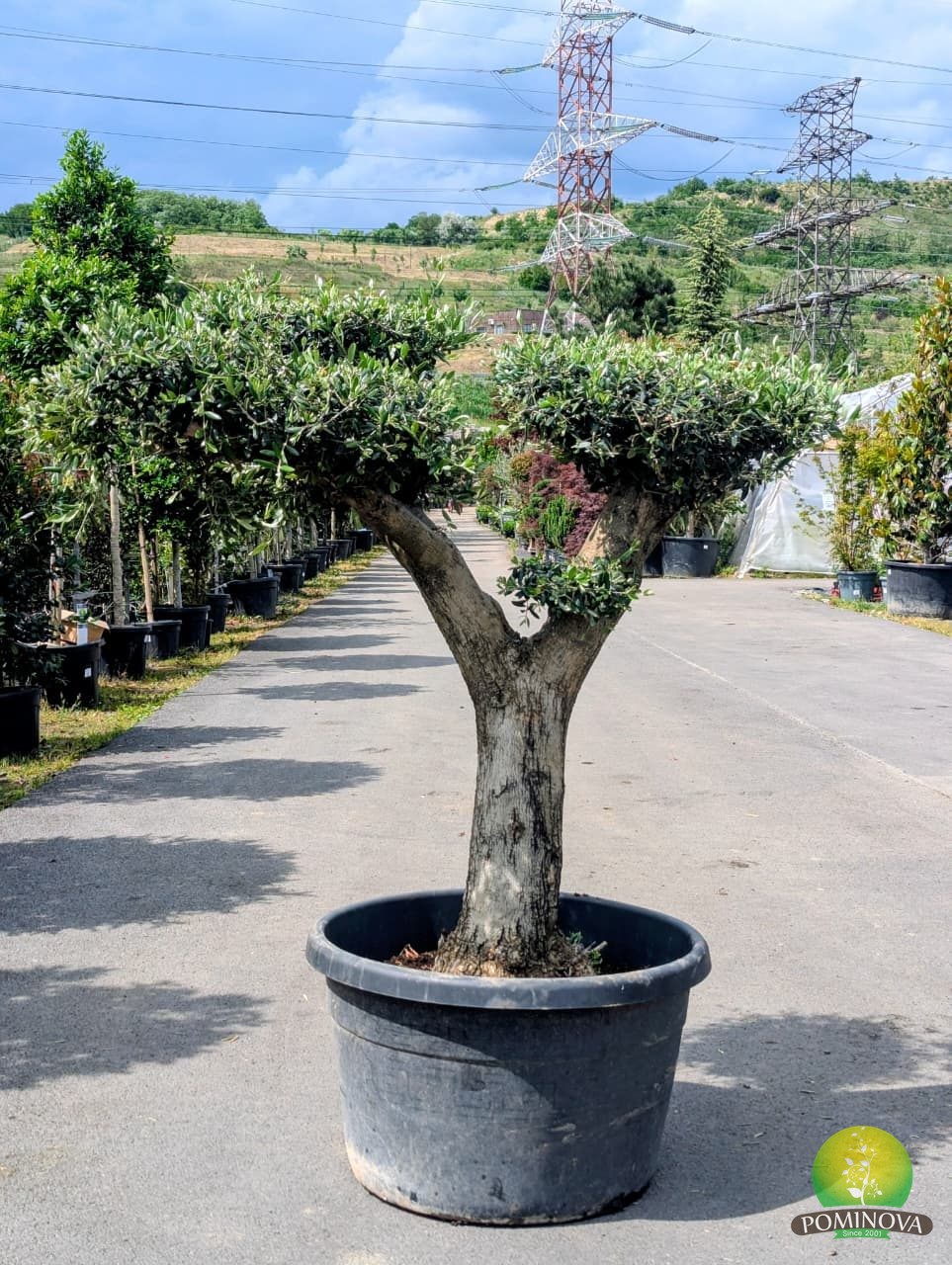 large artificial bonsai Artificial Bonsai Tree Large – Fulltropic© main image 0